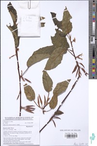 Begonia eminii image