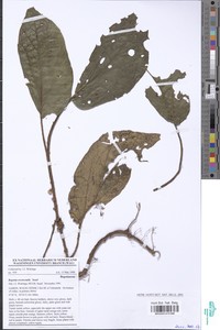 Begonia erectocaulis image