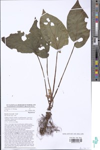 Begonia erectocaulis image