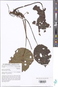 Begonia erectotricha image