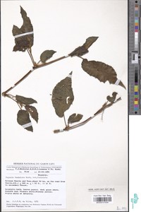 Begonia fusialata image