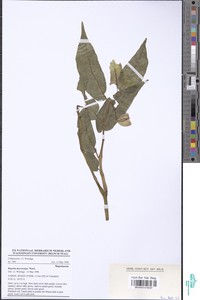 Begonia macrocarpa image