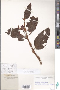 Image of Begonia mannii