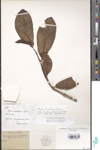 Begonia loranthoides image
