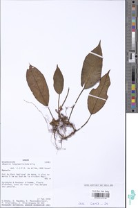 Begonia longipetiolata image