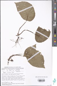 Begonia lacunosa image