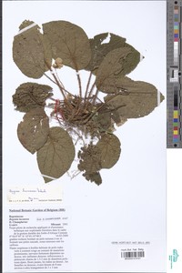Begonia lacunosa image