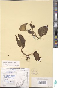 Begonia letouzeyi image