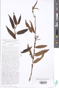 Begonia komoensis image