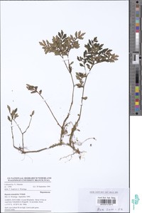 Begonia minutifolia image