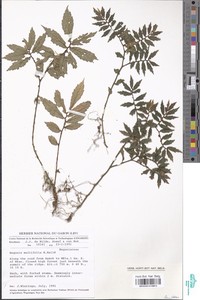 Begonia minutifolia image