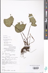 Begonia scapigera image