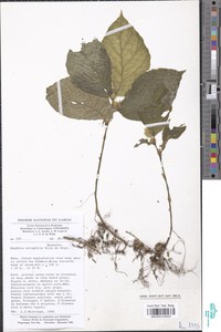 Begonia sciaphila image