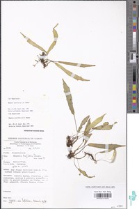 Begonia scutifolia image