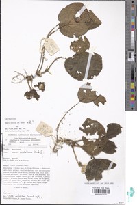 Begonia scutulum image