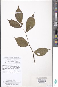 Begonia sessilifolia image