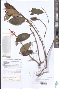 Begonia subscutata image