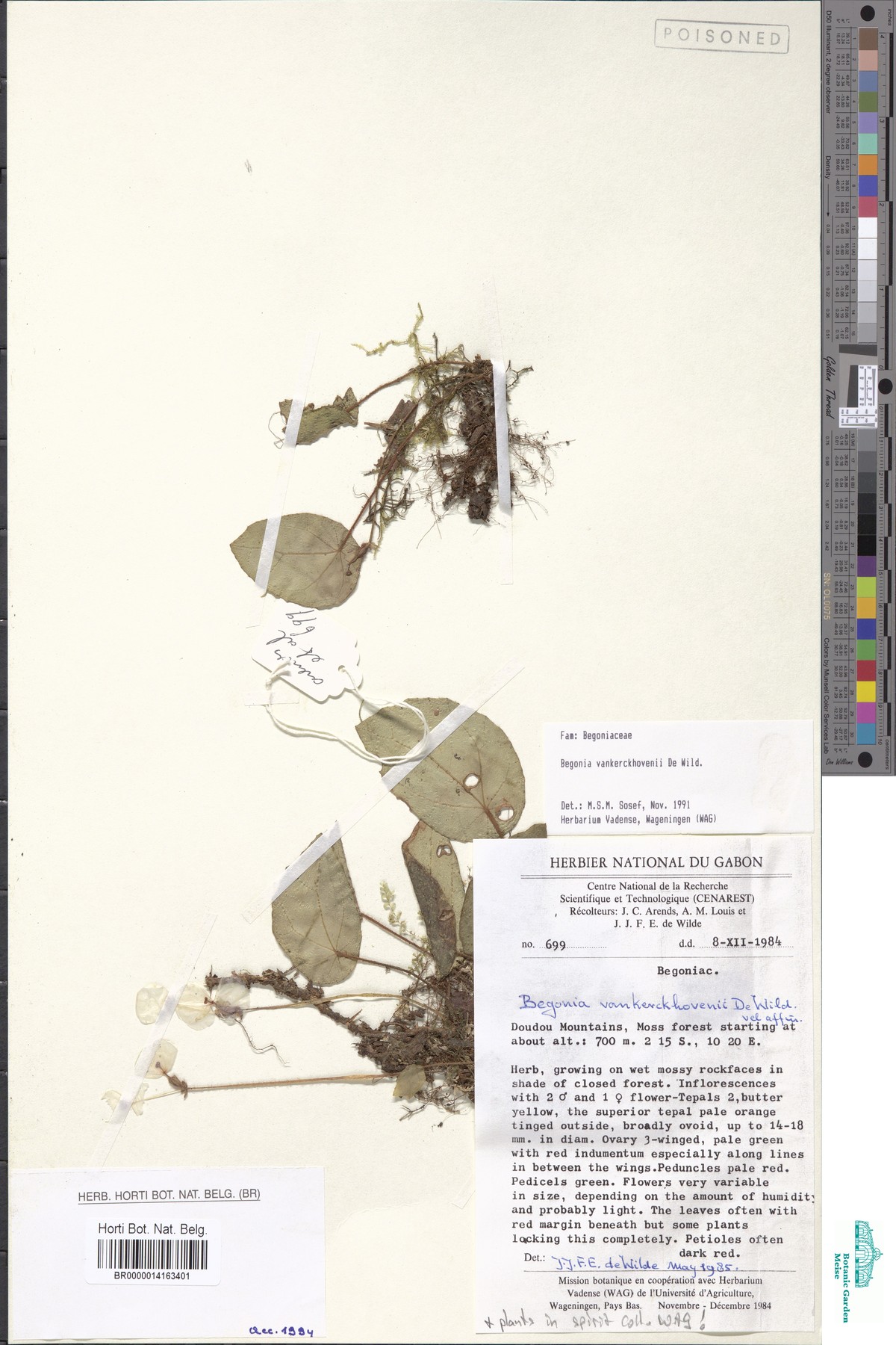Begonia vankerckhovenii image