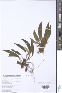 Begonia wilksii image