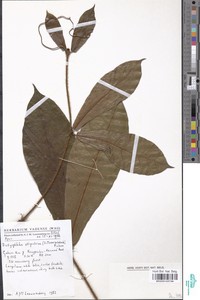 Dictyophleba stipulosa image