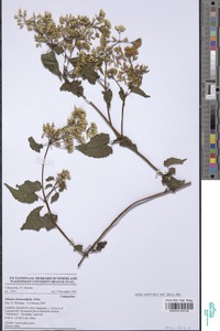 Image of Mikania chenopodiifolia