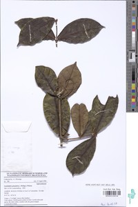 Landolphia glandulosa image