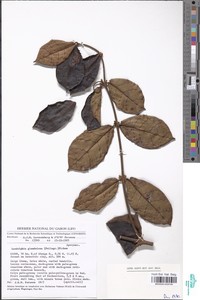 Landolphia glandulosa image