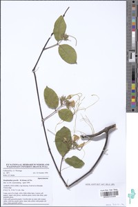 Strophanthus gracilis image