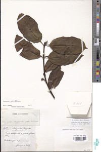 Strophanthus gratus image