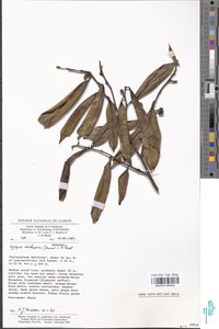 Xylopia aethiopica image