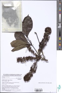 Schefflera barteri image