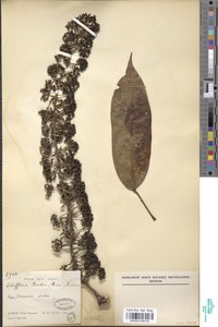 Schefflera barteri image