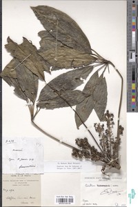 Schefflera tessmannii image