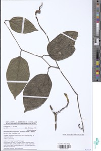 Image of Aristolochia ceropegioides