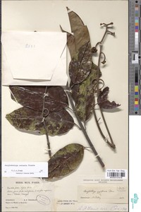 Ancylobotrys robusta image