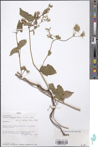 Mikania chenopodiifolia image