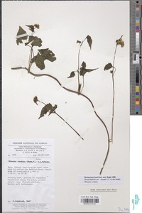 Mikania chenopodiifolia image