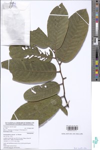 Neostenanthera robsonii image