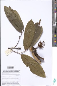 Neostenanthera robsonii image