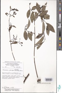Friesodielsia gracilipes image
