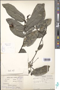 Friesodielsia montana image
