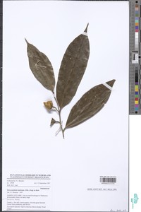 Meiocarpidium lepidotum image