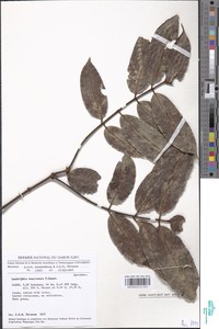 Landolphia owariensis image