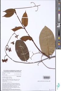 Landolphia reticulata image