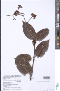 Landolphia reticulata image