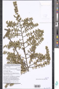 Vernonia conferta image