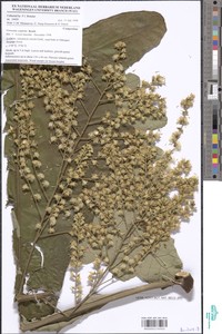 Vernonia conferta image