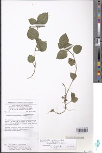 Dielsantha galeopsoides image