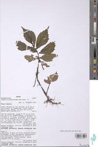 Begonia sessilifolia image