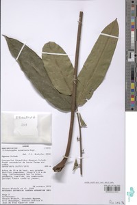 Trichoscypha acuminata image